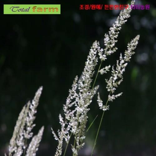 산억새 산조풀 씨앗 15립