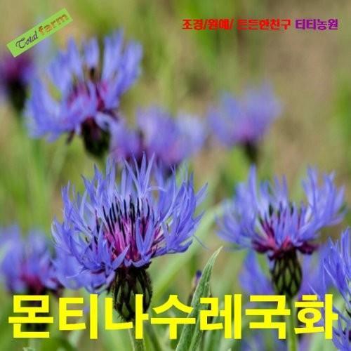몬타나 수레국화 씨앗 10립
