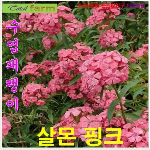 수염패랭이 살몬핑크 씨앗 15립