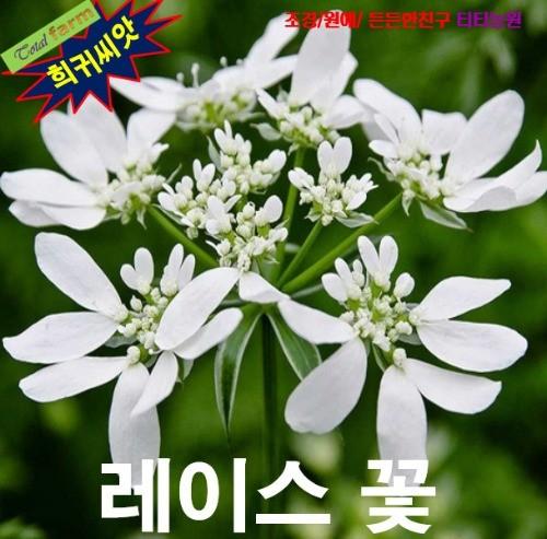 오를라야 레이스꽃 Orlaya grandifolia 씨앗 5립