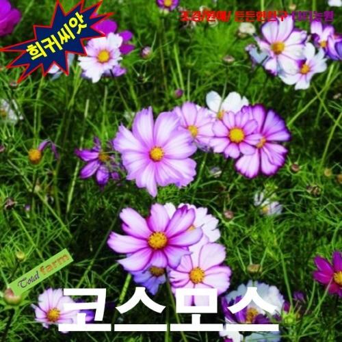 코스모스 피코티 10립