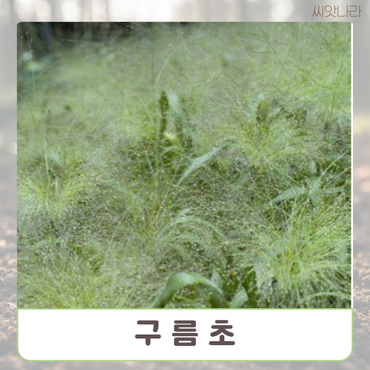 팝플러스 구름초 15립