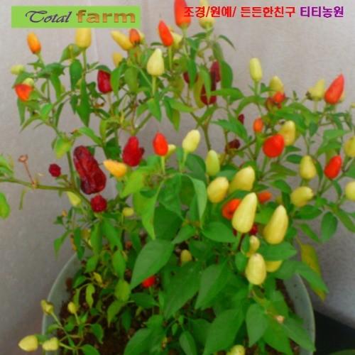 청양고추보다 더 매운 삼색하늘고추 5 립