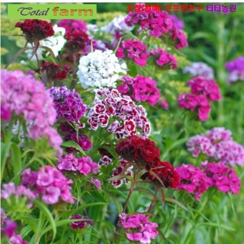 꽃꽃이로 인기가 좋은 수염패랭이꽃 혼합 15립