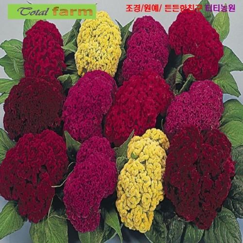 키작은맨드라미 혼합색 씨앗 10립