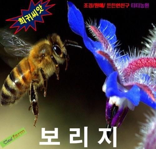 샐러드로 최고인기 보리지 15립
