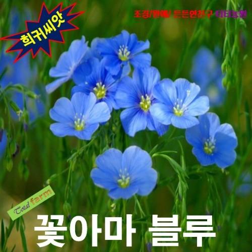 꽃아마 블루 15립