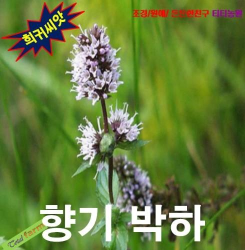 향기박하 허브 씨앗 페퍼민트 25립