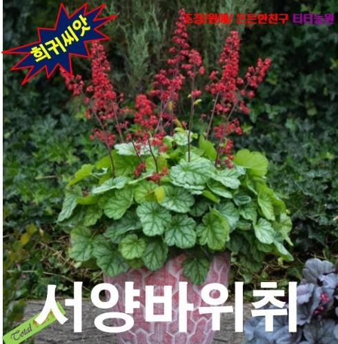 씨앗나라서양바위취 휴체라 코랄벨 15립