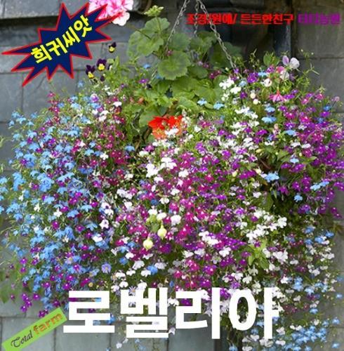 로벨리아 혼합 25립