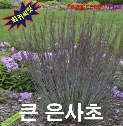 여름에 은빛 가을은 갈색 큰은사초 10립
