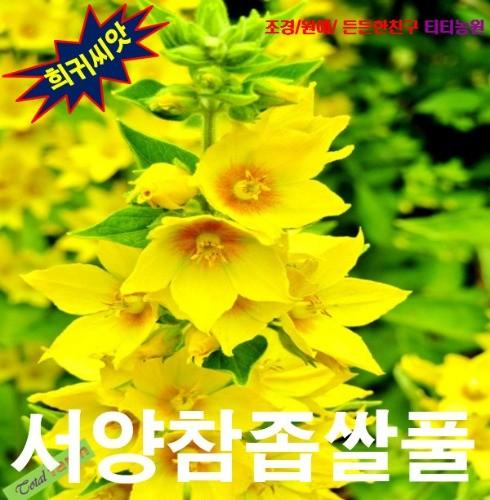 서양참좁쌀풀 15립