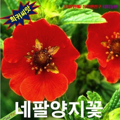 네팔양지꽃 15 립