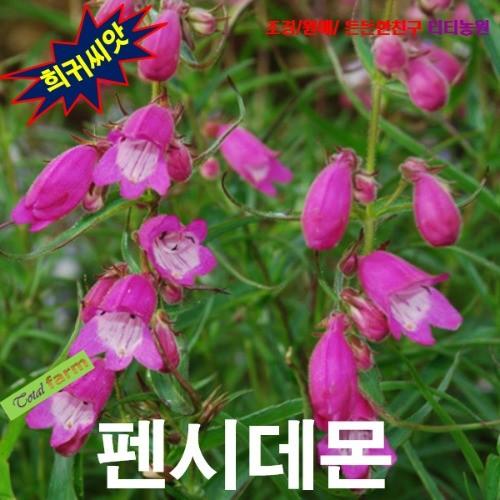 씨앗나라펜스데몬 루비 15립