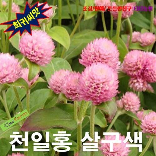 천일홍 살구색 15립