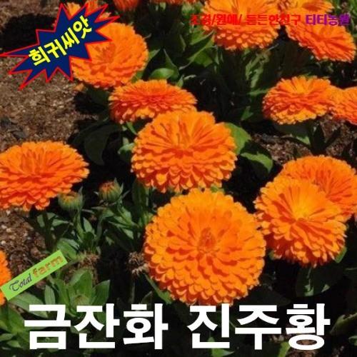 금잔화 진주황 10립