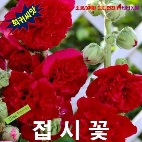 접시꽃 진주홍겹꽃 10립