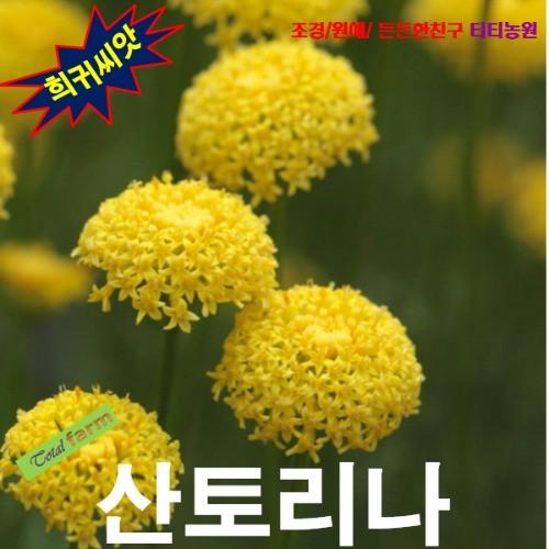 산토리나코튼라벤더 씨앗 25립
