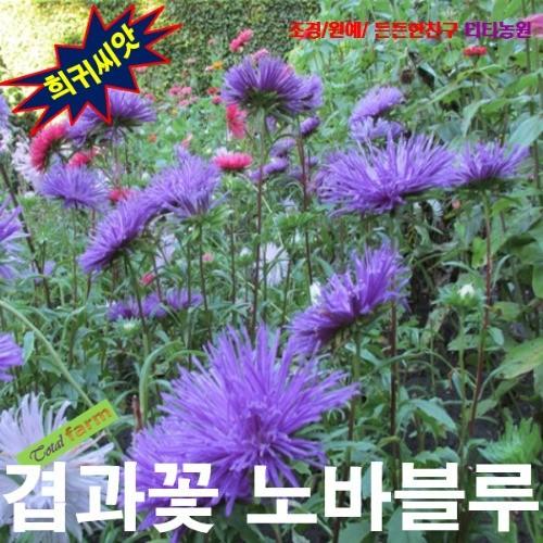 겹과꽃 Nova Blue 10립