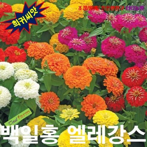백일홍 엘레강스미니종 혼합 씨앗 10립