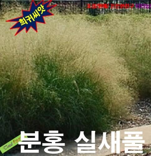 분홍실새풀 씨앗 15립