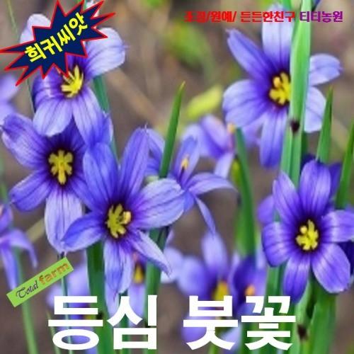 청매화붓꽃 등심붓꽃 청보라색 10립