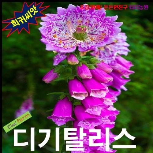 몬스터 디기탈리스 혼합 25립