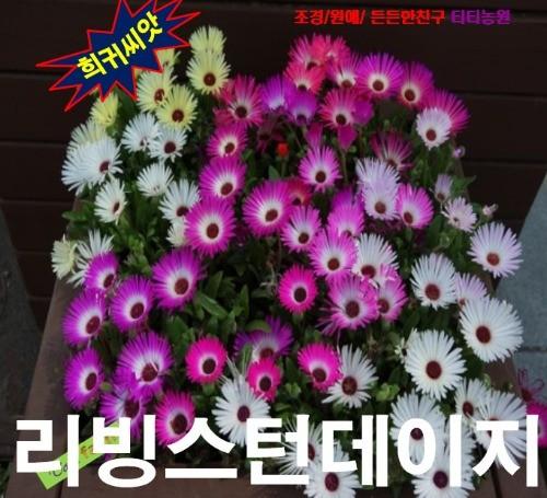 리빙스턴데이지 혼합 씨앗 25립