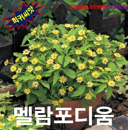 국화 모양 멜람포디움 잭팟 골드 10립