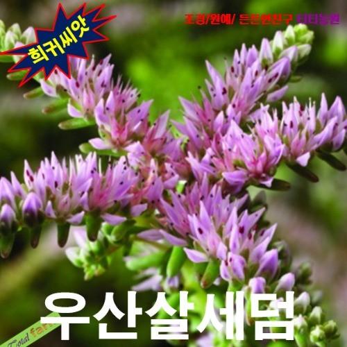 우산살세덤 20립