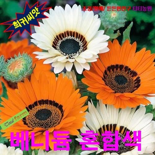 베니듐줄루왕자데이지 25립