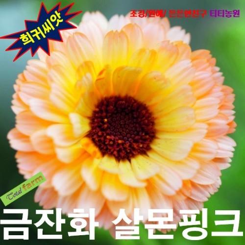 금잔화 살몬핑크 10립