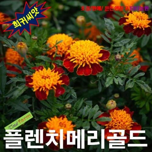 프렌치메리골드 타이거아이 15립