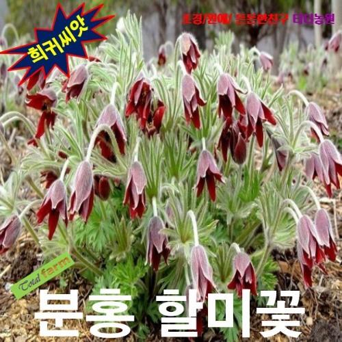 씨앗나라할미꽃/분홍할미꽃 10립