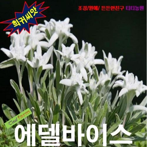 에델바이스서양솜다리 25립