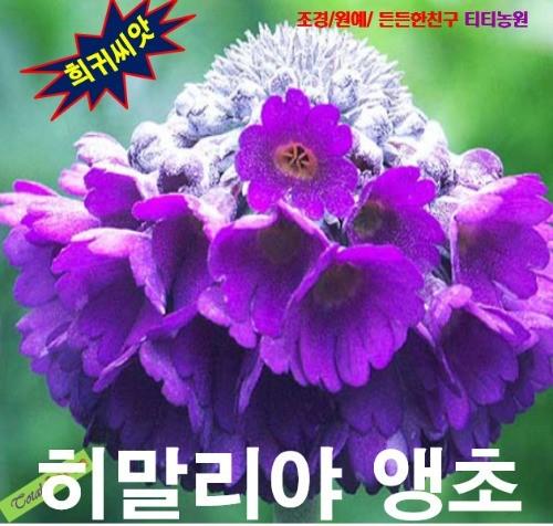 히말라야앵초 씨앗 25립