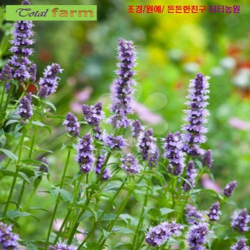 허브향이 가득한 배초향 30립