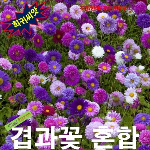 겹과꽃 Ostrich Feather 혼합 10립