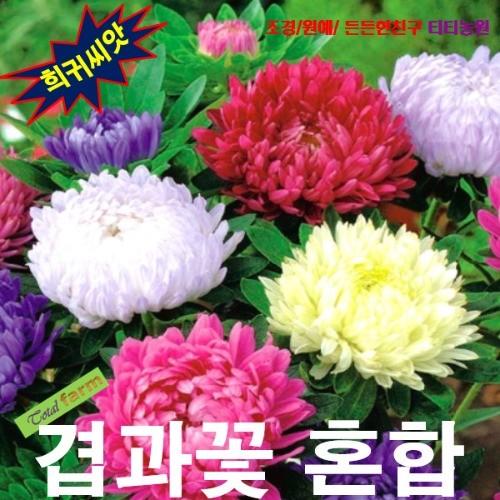 겹과꽃 Duchess Peony 혼합 10립