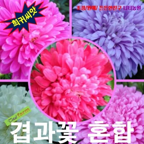 겹과꽃 Queen of Market 혼합 10립