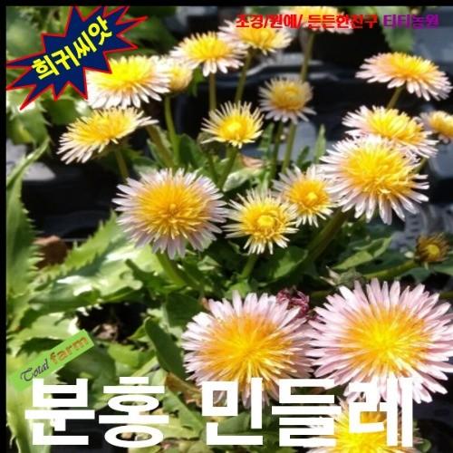 분홍민들레 크레피스 씨앗 10립