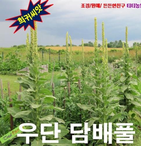 우단담배풀 씨앗 15립