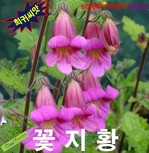 노지월동 다년생 꽃지황 씨앗25립
