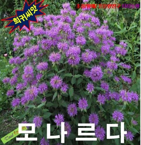 벨가못핑크 모나르다 Bee Balm 25립