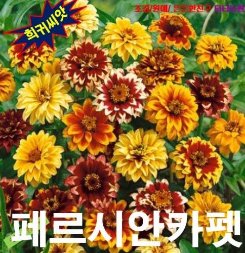 백일홍 페르시안카페 씨앗 10립