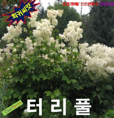 잎은향료 꽃은 약재 터리풀 25립