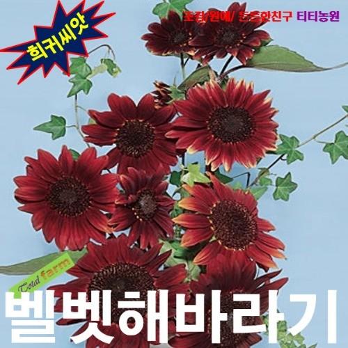 벨벳해바라기 씨앗 10립