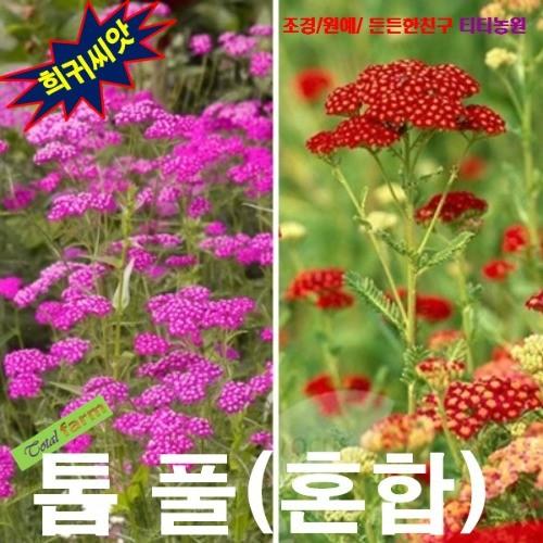 노지월동 다년생 톱풀 레드 25립