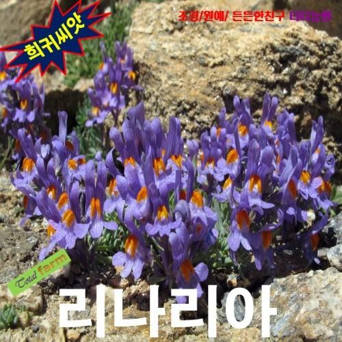 리나리아 금붕어꽃 네온라이트 15립