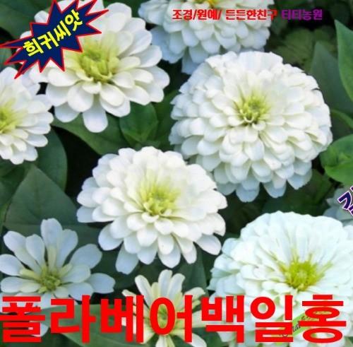 백일홍 엘레강스 화이트r 씨앗 10립